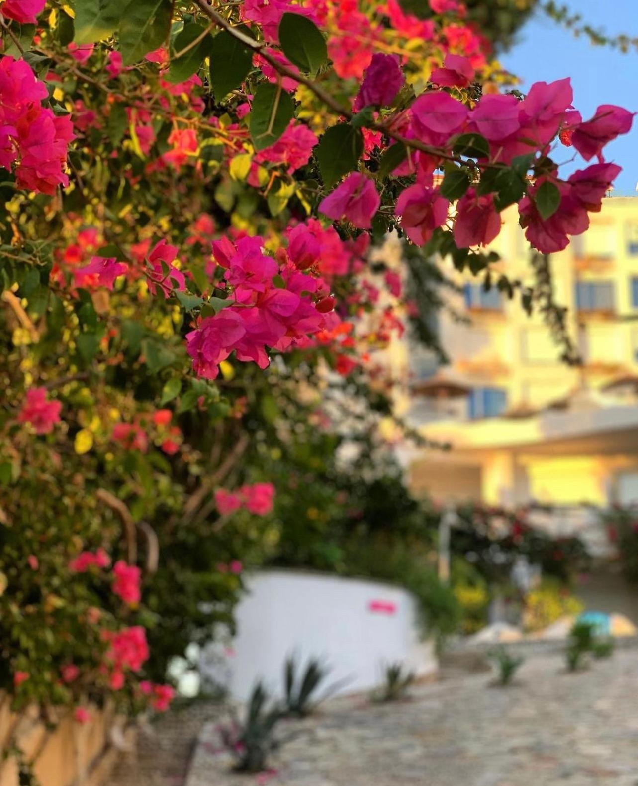 Bellavista Apartments Bougainville Bay Саранда Экстерьер фото